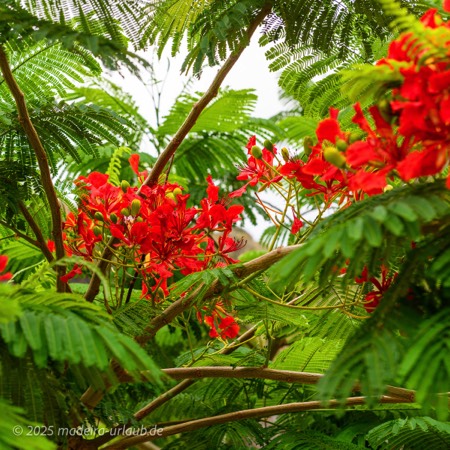 Flora und Fauna auf Madeira